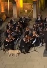 Turquie : un chien mélomane fait sensation lors d'un concert de l'Orchestre de chambre de Vienne