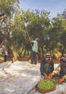 L’olivier et sa culture, un savoir traditionnel turc en danger