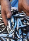 Exportation d’anchois : la Turquie obtient plus de 9 millions de dollars en 2017