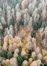 Environnement. En Turquie, 11 millions d’arbres plantés en novembre sont presque déjà tous morts