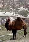 Turquie : Au bonheur des chevaux et des chameaux en Cappadoce