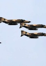 La Turquie a lancé des frappes aériennes sur l’Irak