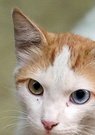 « Justice pour Eros » : en Turquie, mobilisation après la mort d’un chat roué de coups