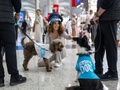 Turquie: des chiens pour détendre les passagers à l'aéroport d'Istanbul