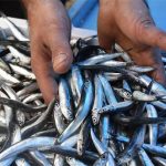 Exportation d’anchois : la Turquie obtient plus de 9 millions de dollars en 2017